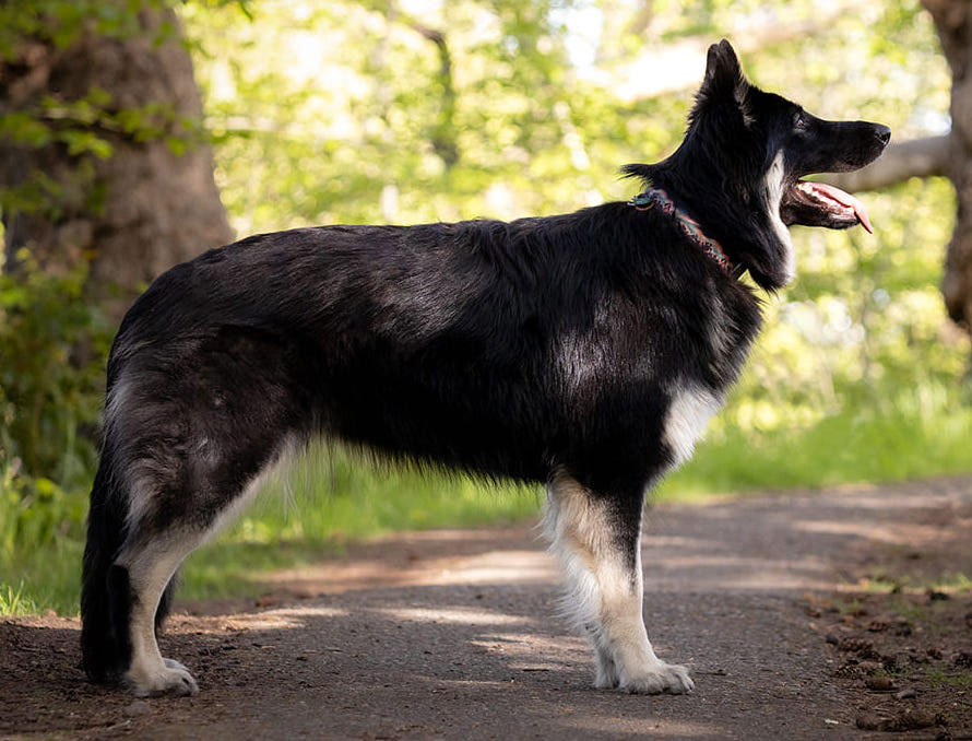 Guardian Kennels, Purebred Shiloh Shepherds, Vanessa Dutton, Brooks