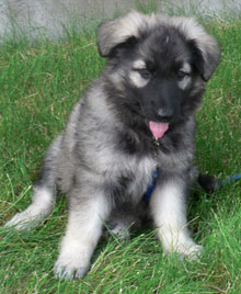 ISSR Shiloh Shepherd Pups - Guardian Kennels - Brooks, AB