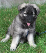 Guardian Kennels - Shiloh Shepherd Puppies For Sale