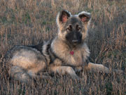 Shiloh Shepherds - Guardian Kennels