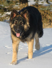 Guardian Kennels Shiloh Shepherds