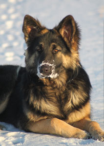 issr shiloh shepherd