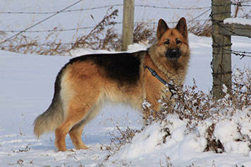 Shiloh Shepherd female