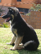 Guardian Kennels Shiloh Shepherds