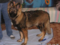 Guardian Kennels Shiloh Shepherds