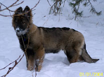 Shiloh Shepherd Puppies For Sale