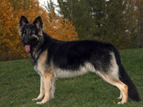 Guardian Kennels, Brooks, AB