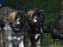 Guardian Kennels - Purebred Shiloh Shepherds for sale