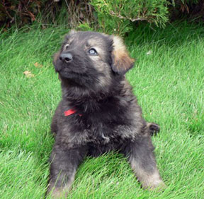 Guardian Kennels Shiloh Shepherds