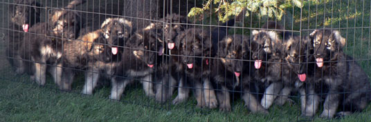 Guardian Kennels - ISSR Shiloh Shepherds For Sale. Vanessa & Ian Dutton, Brooks, Alberta Canada