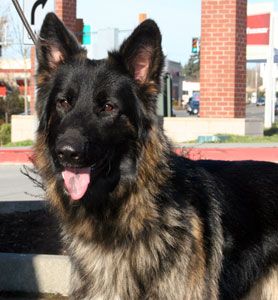 Guardian Kennels
