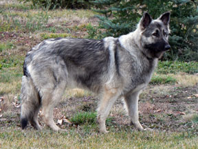 Tiara - Guardian Kennels